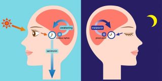 Ritmo circadiano e ciclo do sono